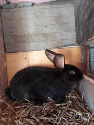 Vând iepuri fluture german și fluture german negru  - imagine 4