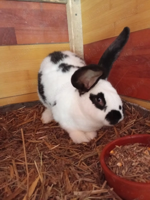 Vând iepuri fluture german și fluture german negru  - imagine 3