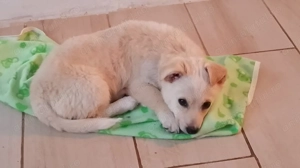 Catel puiuț donatie