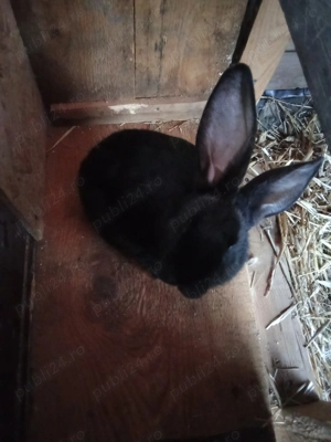 Vând iepuri fluture german și fluture german negru  - imagine 5