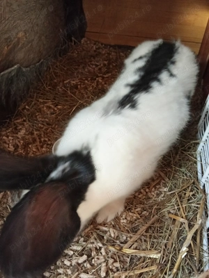 Vând iepuri fluture german și fluture german negru 