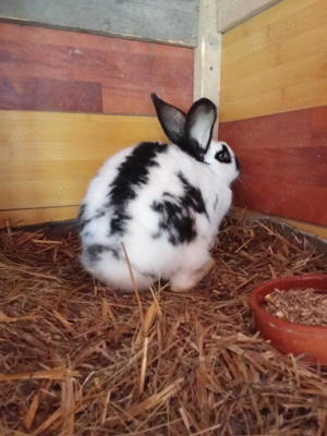 Vând iepuri fluture german și fluture german negru  - imagine 2