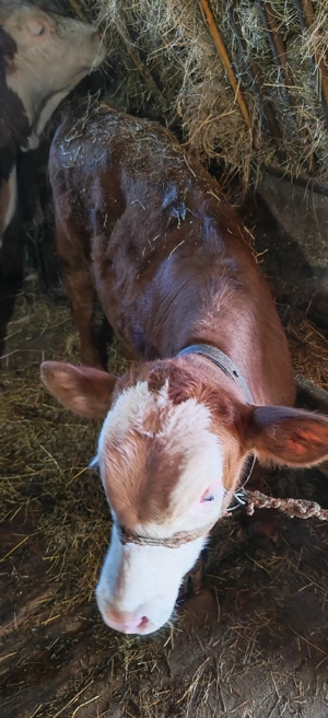 Vând vițel  - imagine 3