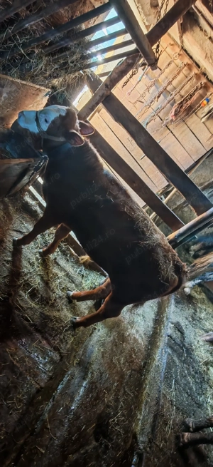 Vând vițel  - imagine 4