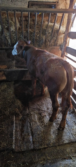 Vând vițel  - imagine 5