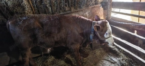 Vând vițel  - imagine 2