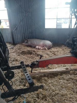 vînzare scroafe Duroc, - imagine 2