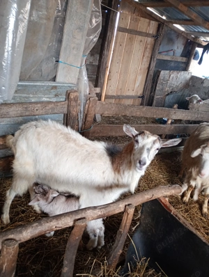 Bună ziua vând 3 capre cu 4 iezi  - imagine 2