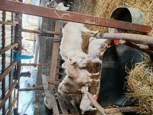 Bună ziua vând 3 capre cu 4 iezi  - imagine 4