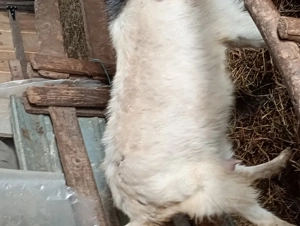 Bună ziua vând 3 capre cu 4 iezi  - imagine 5