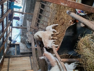 Bună ziua vând 3 capre cu 4 iezi  - imagine 3