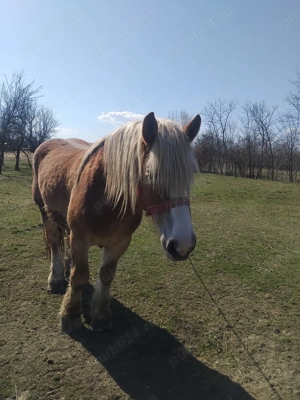 Dau armasari la monta - imagine 3