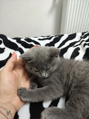 Fetiță British Shorthair, 2 luni - Craiova - imagine 3