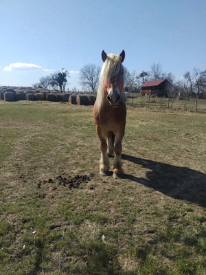 Dau armasari la monta - imagine 2