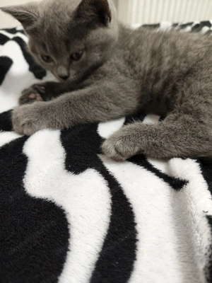 Fetiță British Shorthair, 2 luni - Craiova - imagine 2