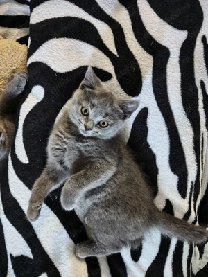 Fetiță British Shorthair, 2 luni - Craiova - imagine 4