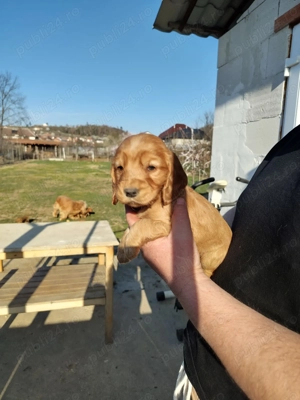 Catel Cocker Spaniel - imagine 2