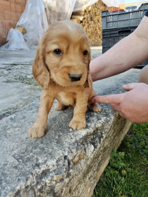 Catel Cocker Spaniel - imagine 5