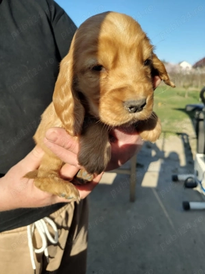 Catel Cocker Spaniel - imagine 3