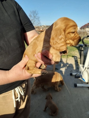 Catel Cocker Spaniel - imagine 4