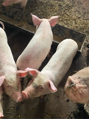 Vând purcei  - imagine 2