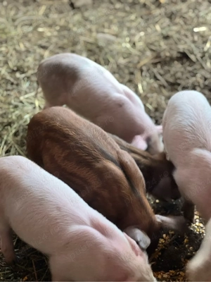 Carne de porc bio - imagine 5