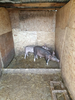 Disponibili 2 purcei spre vânzare 