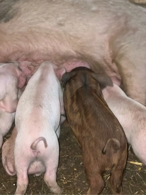 Vând purcei  - imagine 4