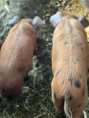 Vând purcei  - imagine 3