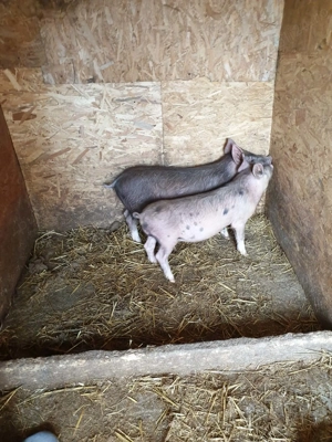 Disponibili 2 purcei spre vânzare  - imagine 4