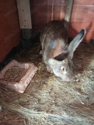 Uriaș german 8 luni  - imagine 4