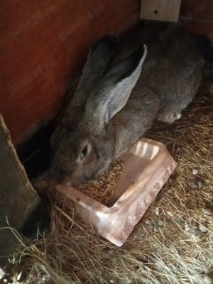 Uriaș german 8 luni  - imagine 2