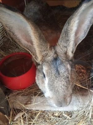 Uriaș german 8 luni 