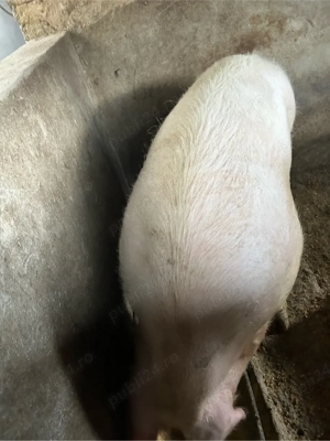 porc gras  - imagine 3