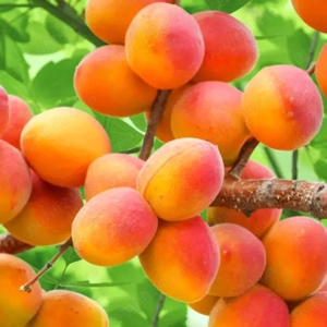 cais soiuri vechi romanesti 