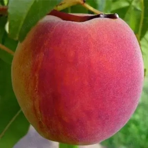 piersic soiuri vechi romanesti