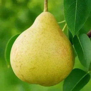 soiuri romanesti par 