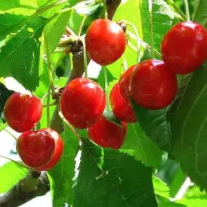 cires soi romanesc vechi 