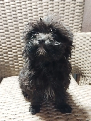 catel bichon toy - imagine 3