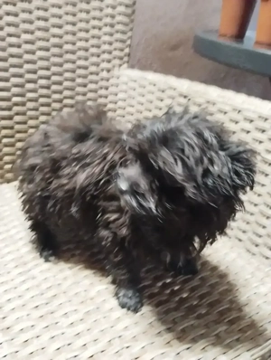 catel bichon toy - imagine 2