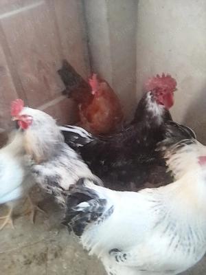 cocosi  de anul trecut - imagine 3