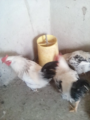 cocosi  de anul trecut - imagine 2