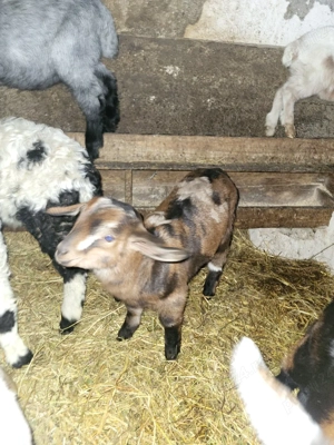 Vând ieduți  - imagine 4