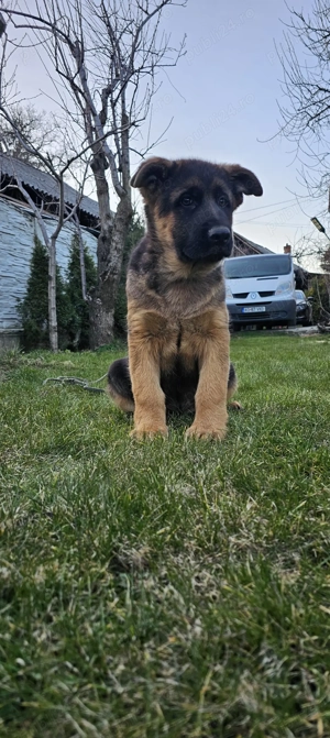 Pui ciobanesc german cu par lung si scurt - imagine 2