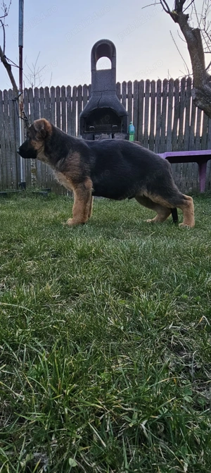 Pui ciobanesc german cu par lung si scurt - imagine 3