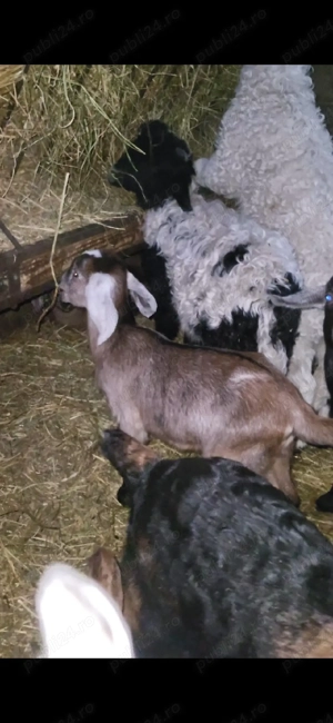 Vând ieduți  - imagine 5