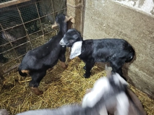 Vând ieduți  - imagine 2