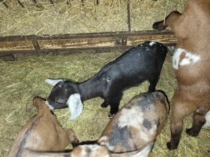 Vând ieduți  - imagine 3