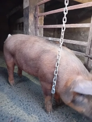 vand purcea  - imagine 2