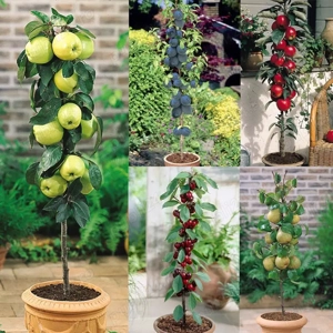 pomi fructiferi columnari